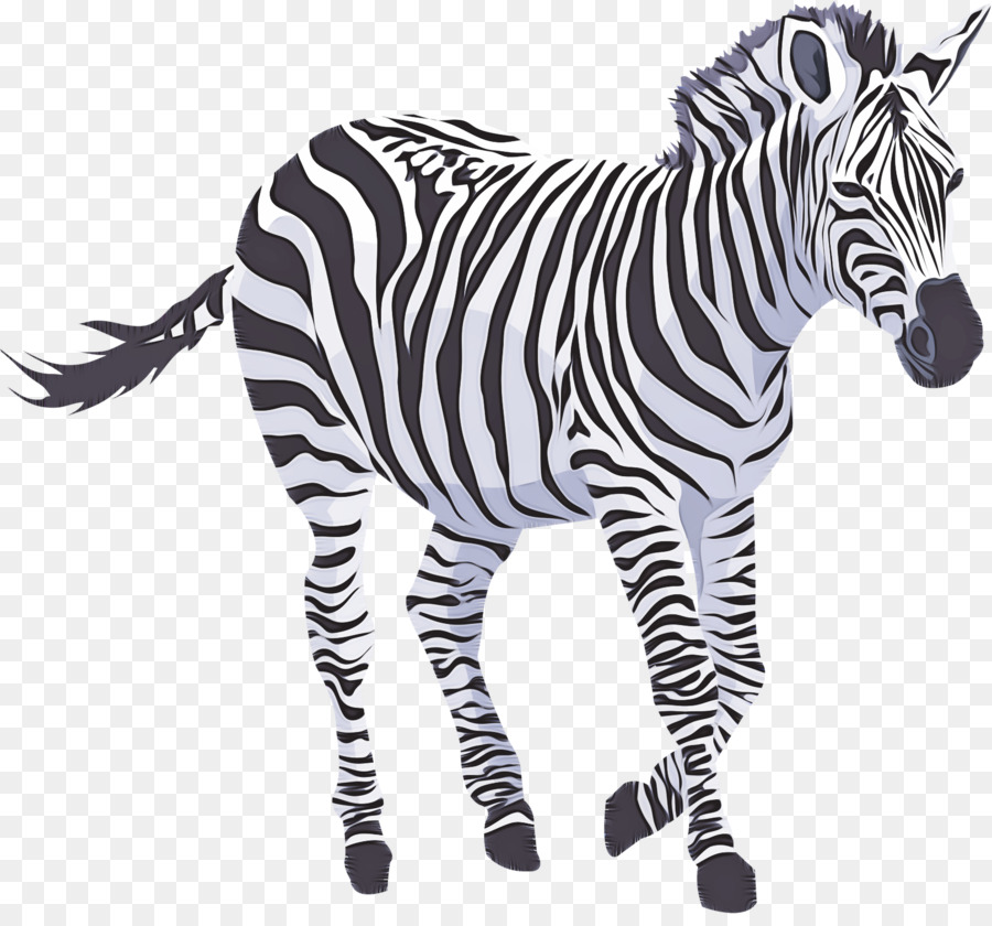 Zebra，Sosok Hewan PNG