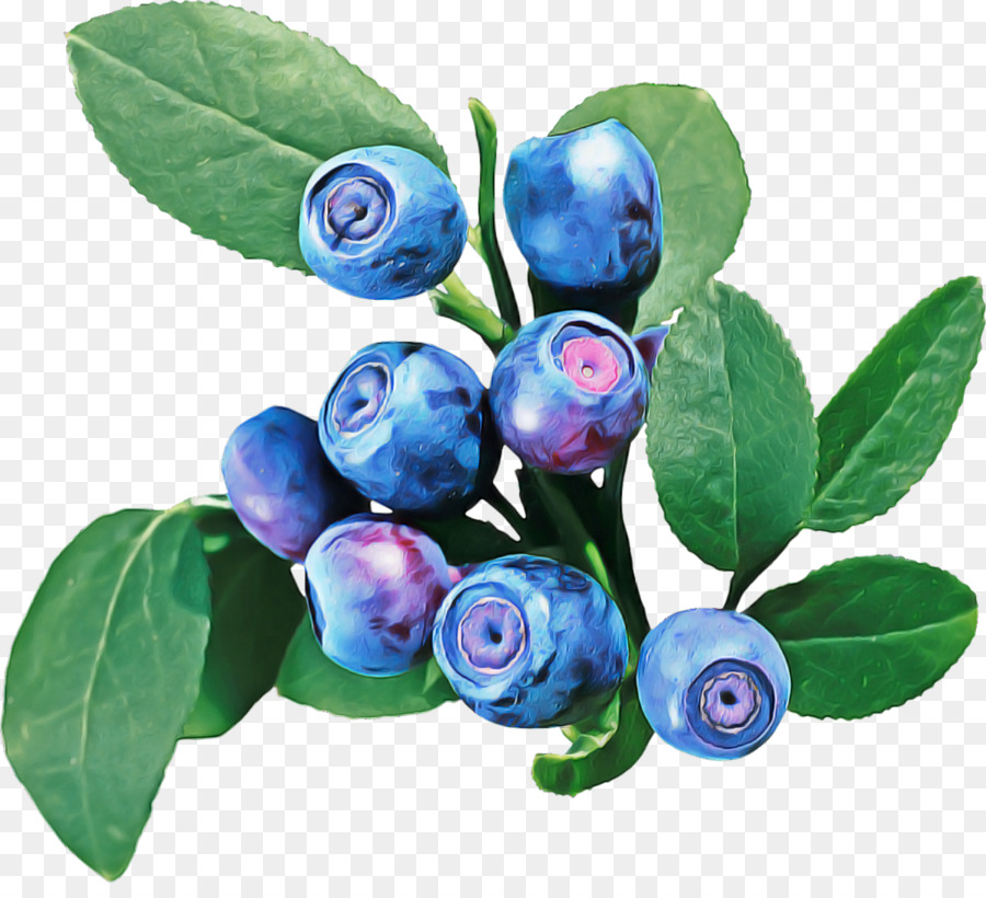 Blueberry，Ungu PNG