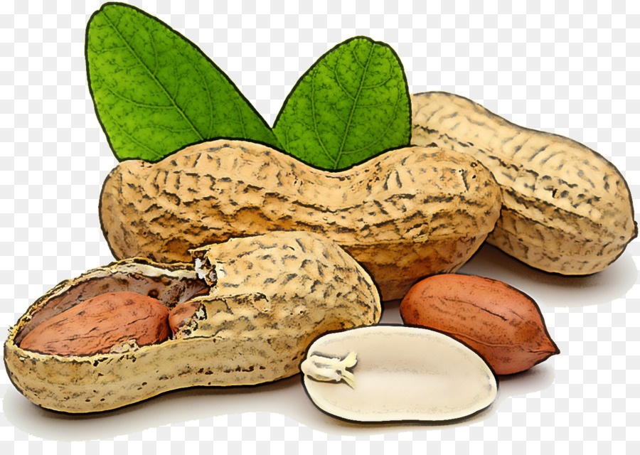 Kacang，Pabrik PNG