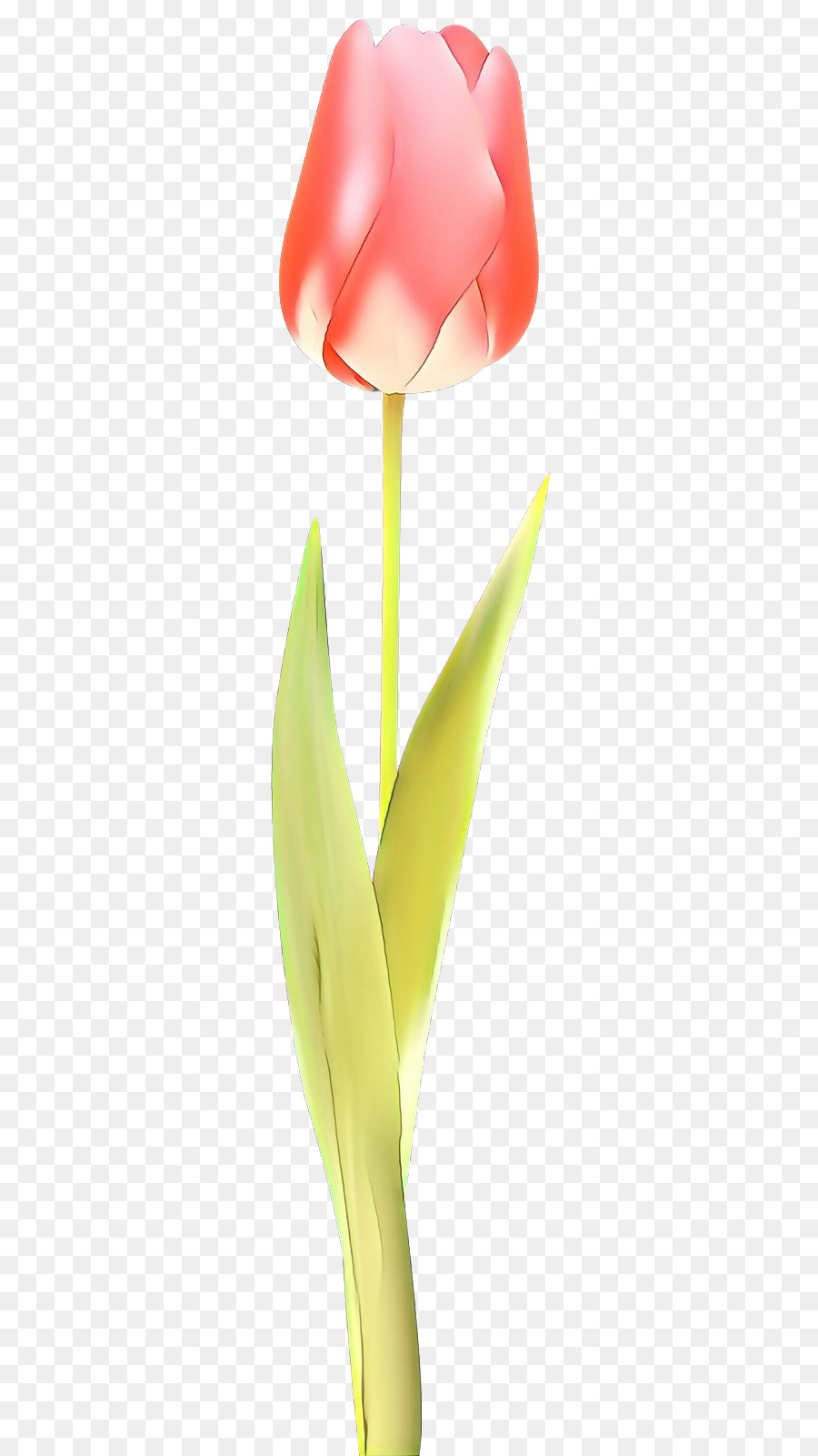 Tulip Merah，Tangkai PNG