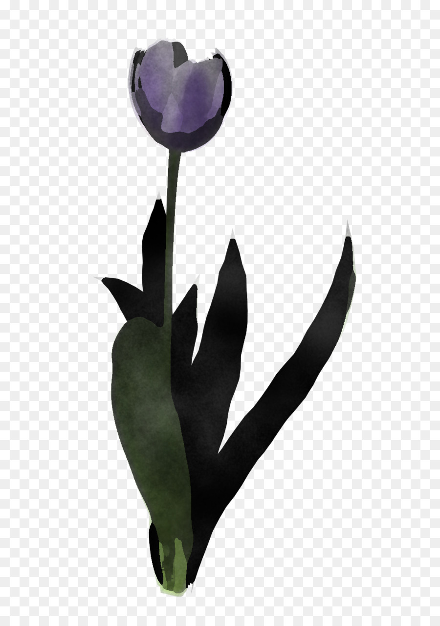 Bunga，Tulip PNG