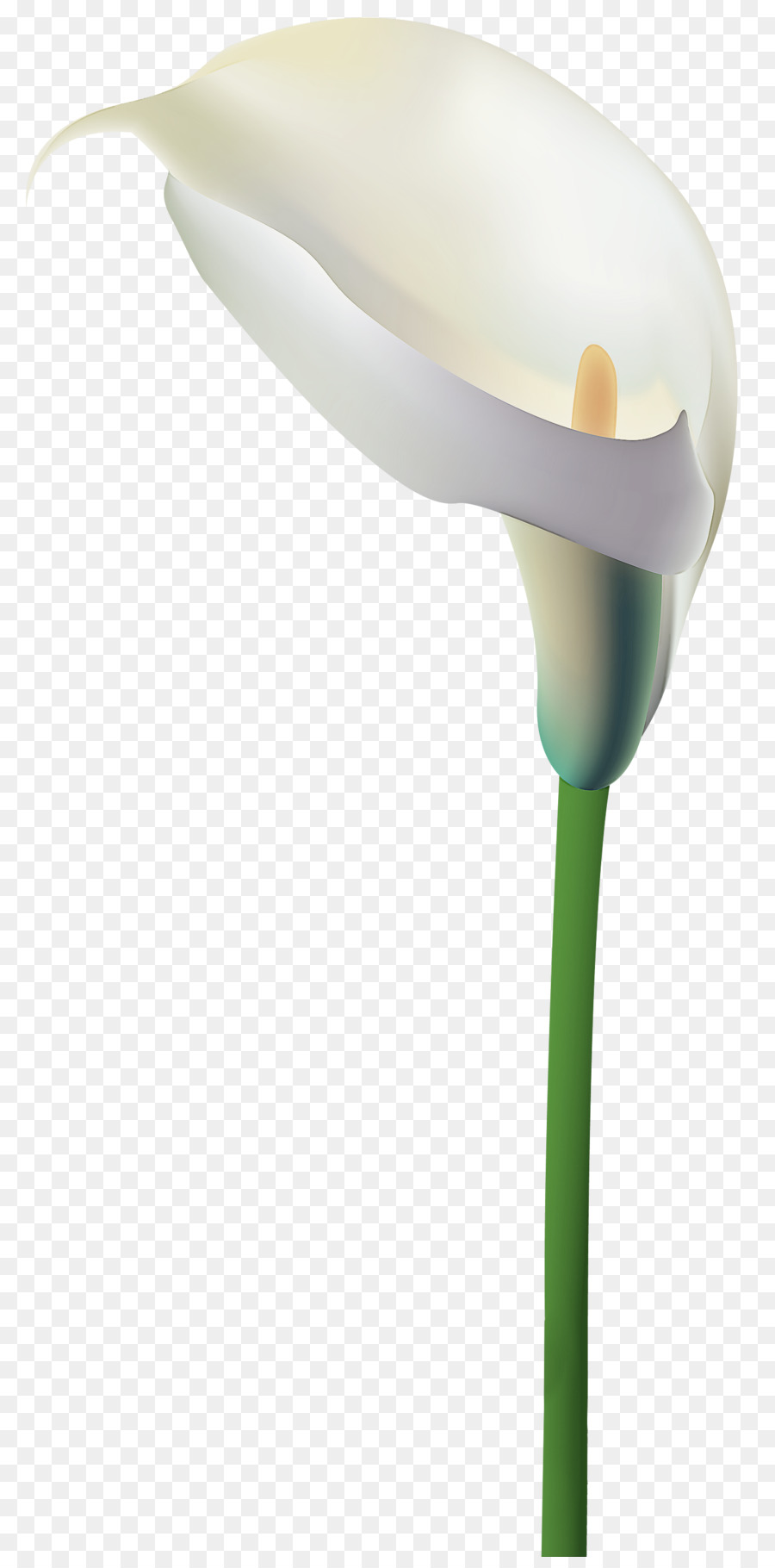 Calla Lily，Tanaman PNG