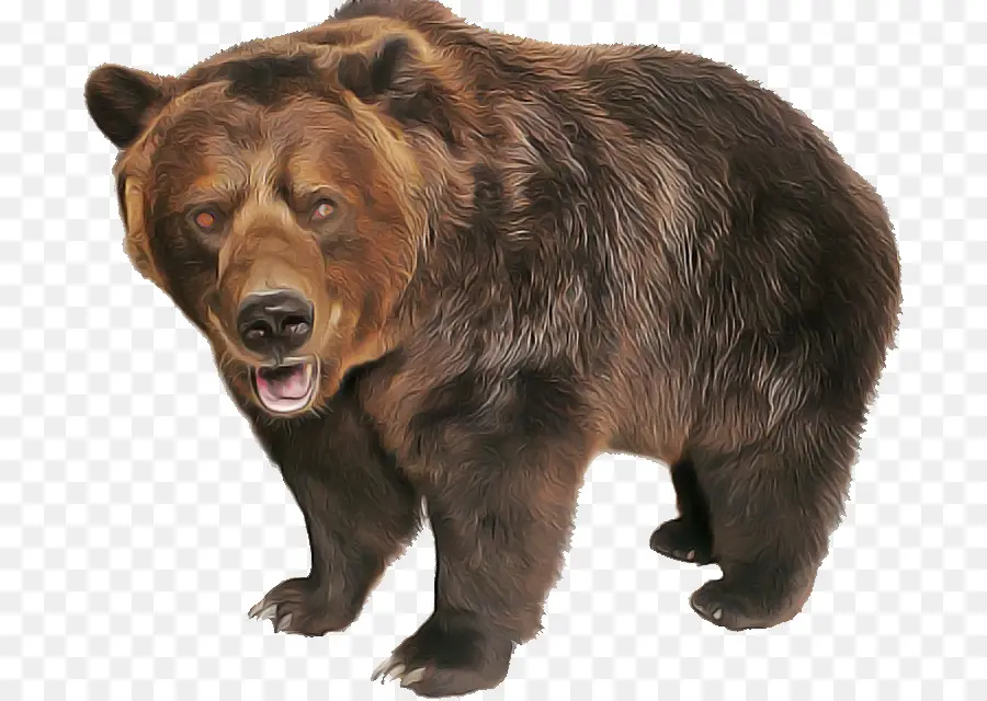 Beruang Coklat，Beruang PNG