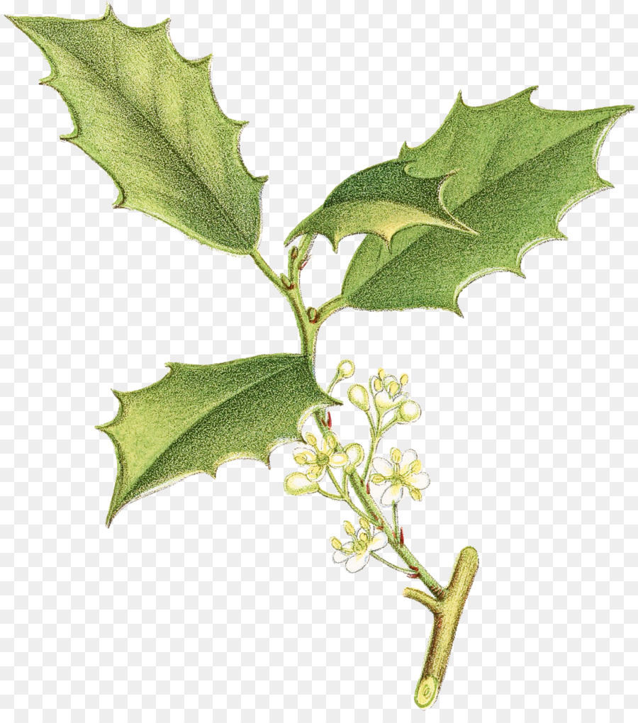 Holly，Daun PNG