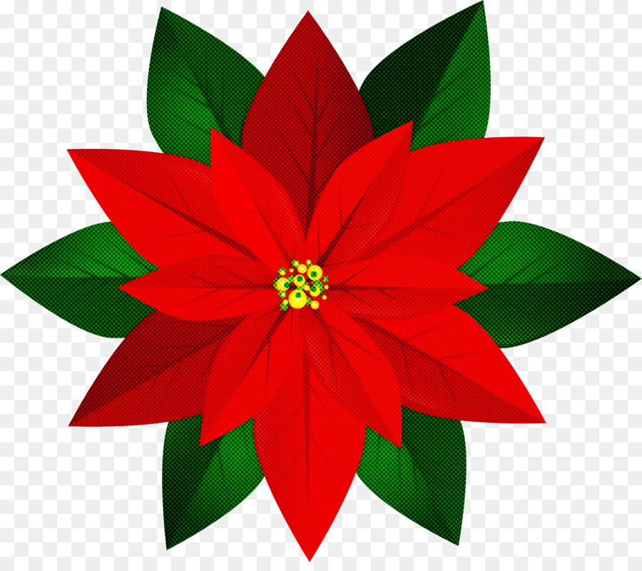 Poinsettia，Merah PNG