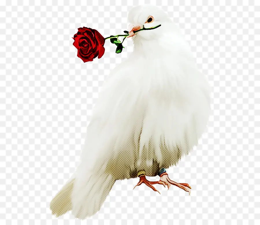 Merpati Dengan Rose，Perdamaian PNG