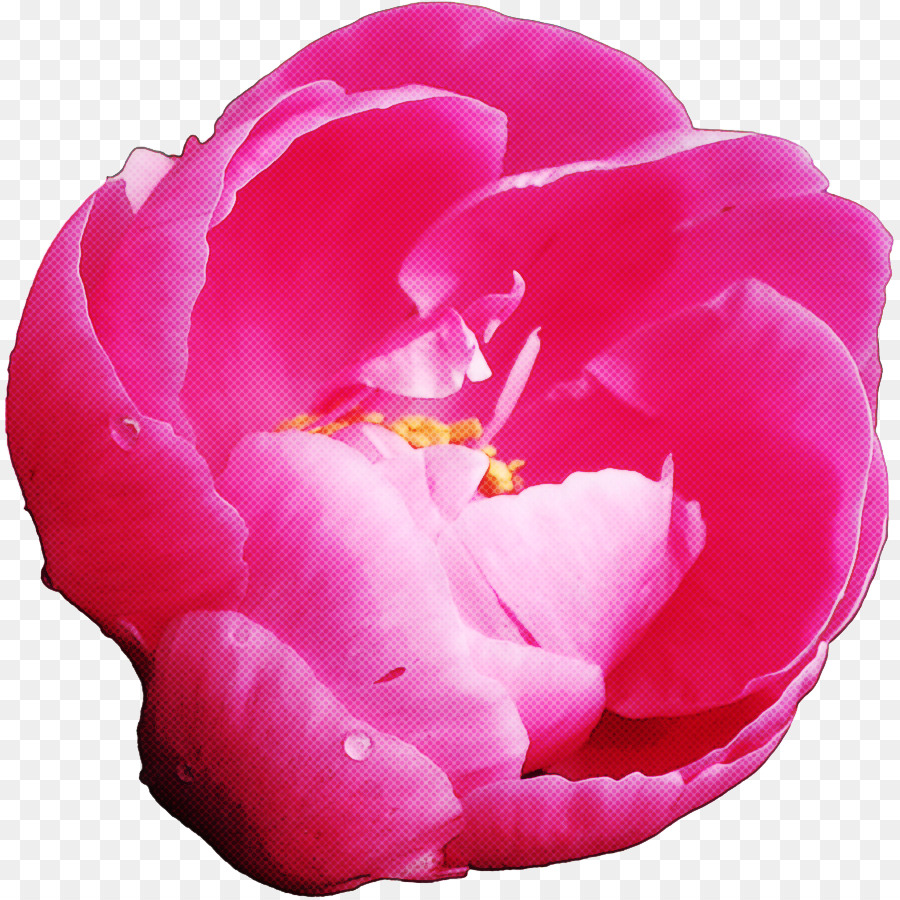 Kelopak Pink Bunga gambar png