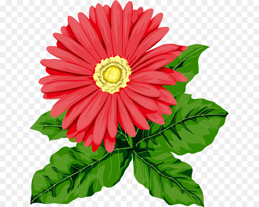 Bunga，Barberton Daisy PNG