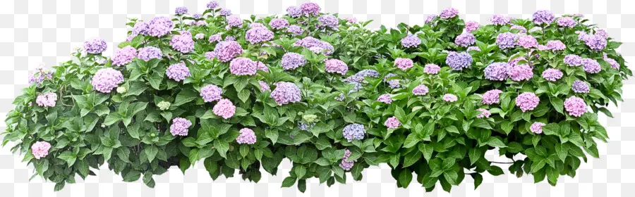 Semak Hydrangea，Bunga PNG