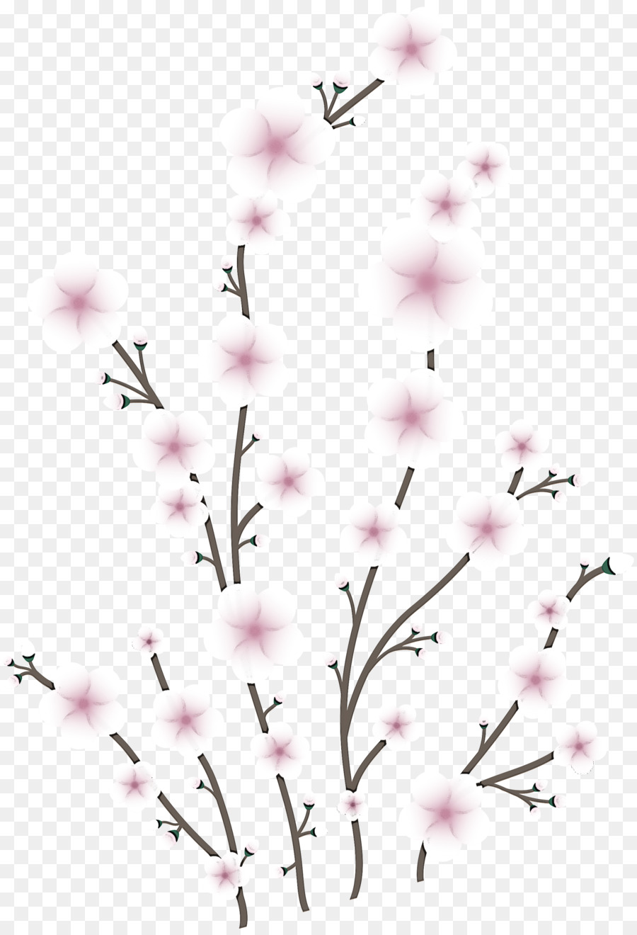 Bunga Sakura，Bunga PNG