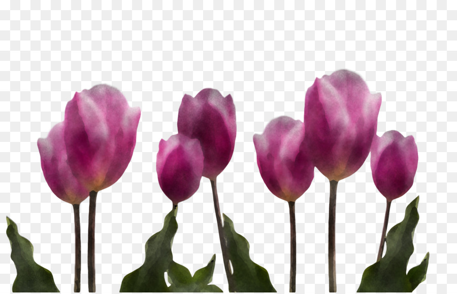 Tulip Berwarna Warni，Musim Semi PNG