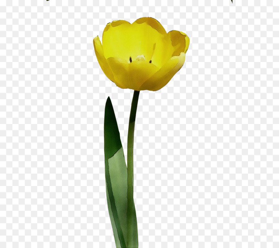 Tulip Kuning，Musim Semi PNG