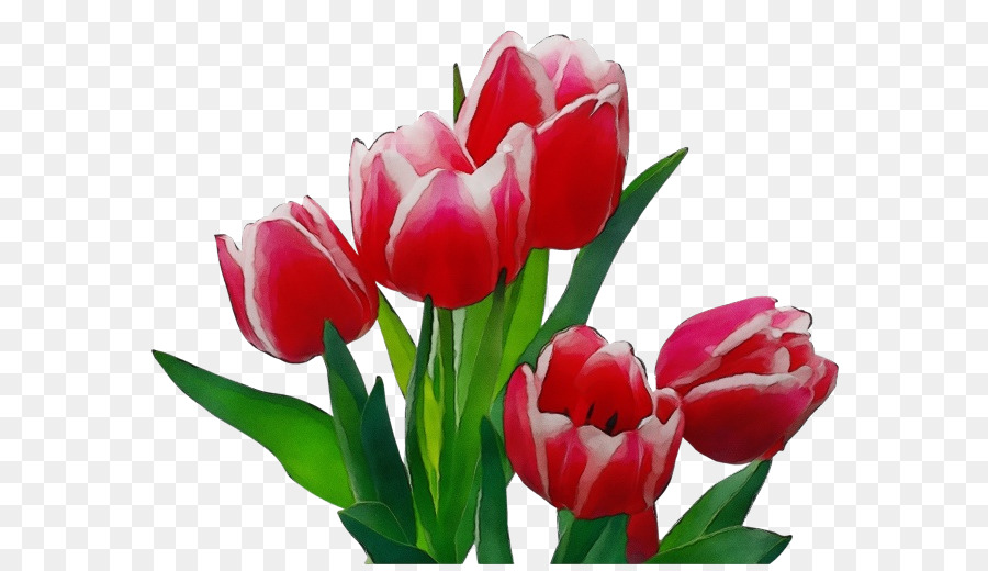 Tulip Merah Dalam Vas，Tulip PNG