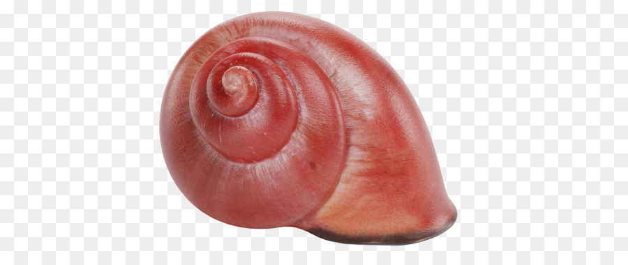 Siput Dan Siput，Siput Laut PNG