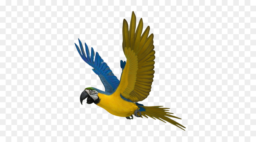 Burung，Macaw PNG