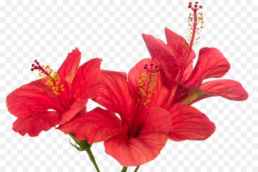 Azalea，Berwarna Merah Muda PNG