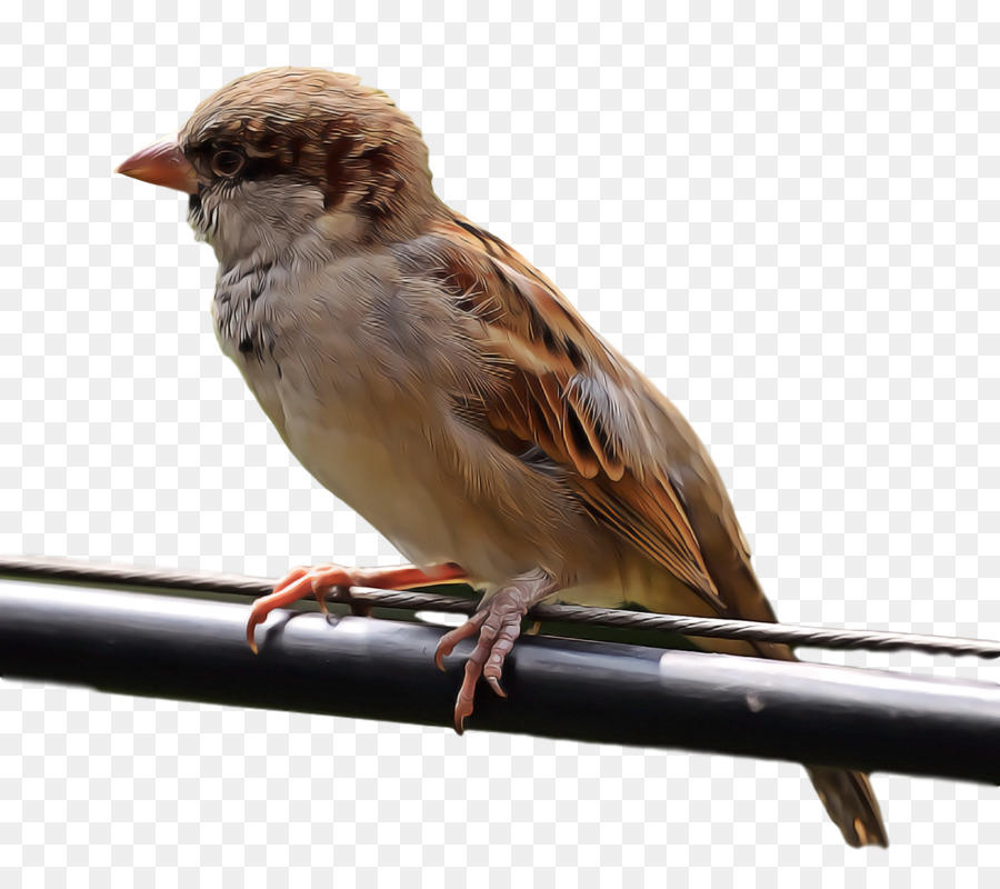 Burung，House Sparrow PNG