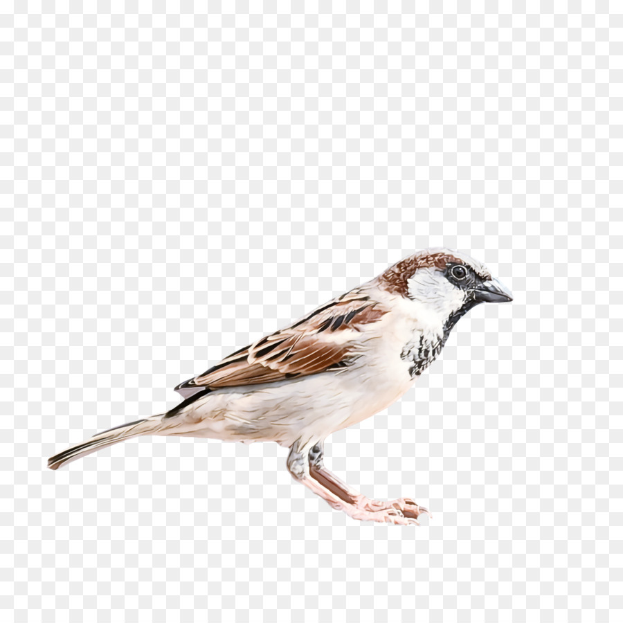 Burung，House Sparrow PNG