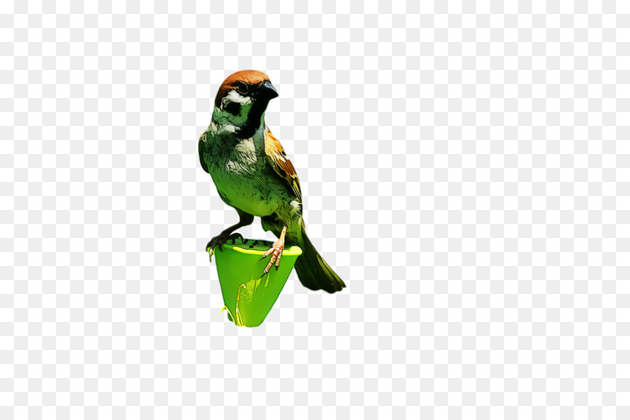 Burung，Hijau PNG