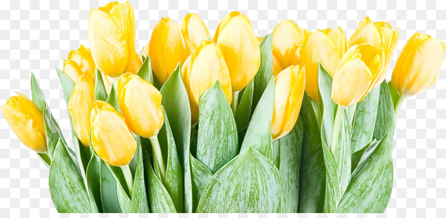 Tulip，Kuning PNG