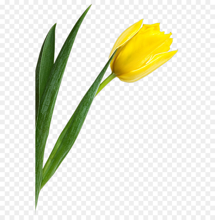 Tulip Kuning，Bunga PNG