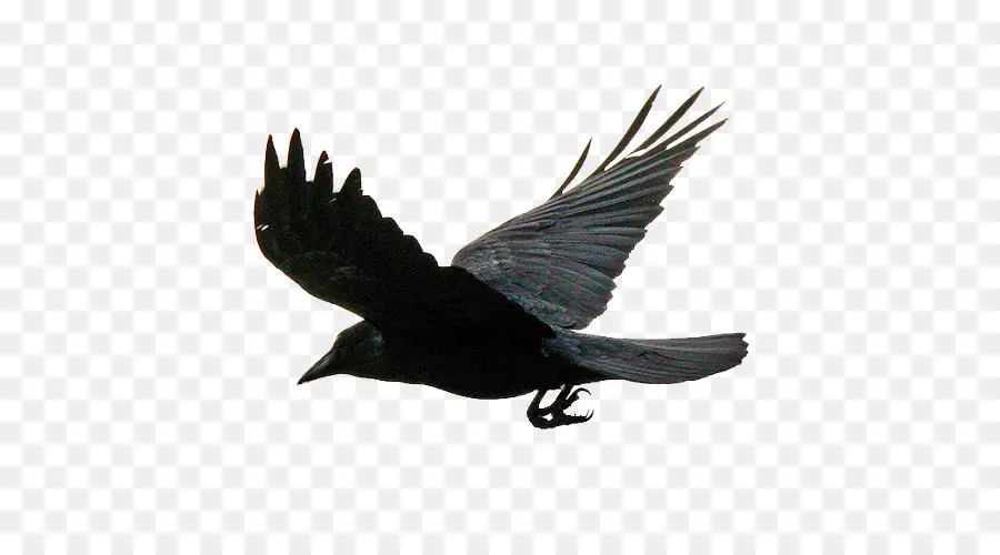 Burung Hitam，Penerbangan PNG