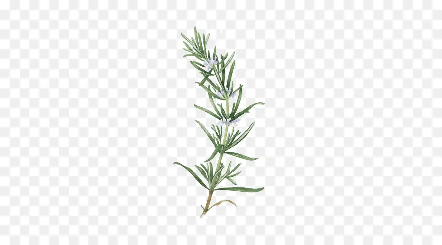 Rosemary，Herba PNG