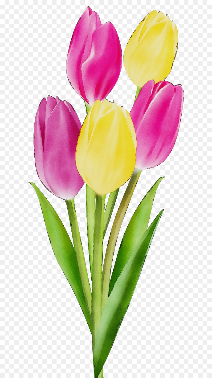 Tulip Merah Muda Dan Putih，Buket PNG