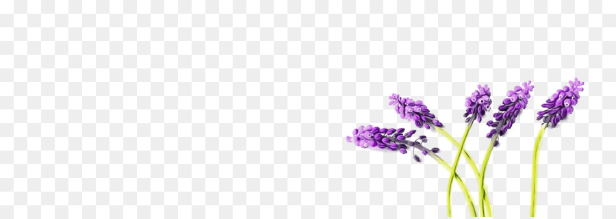 Lavender，Ungu PNG