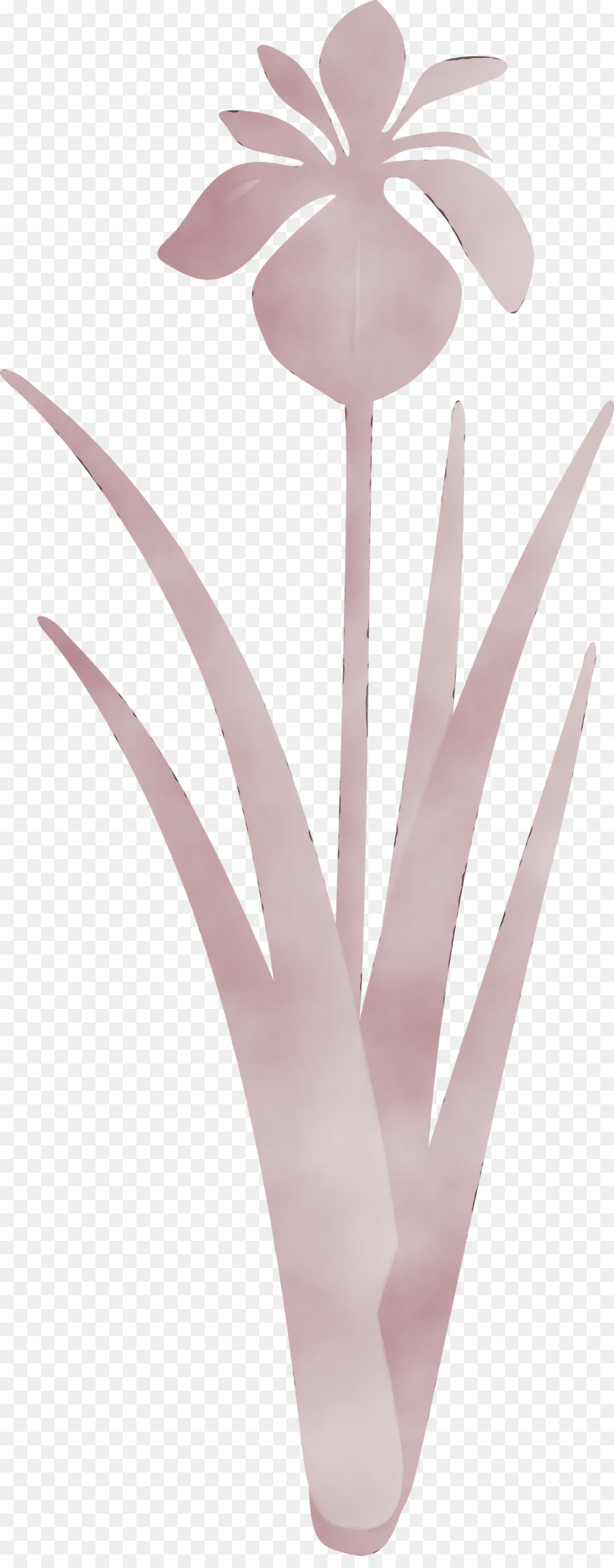 Pink，Bunga PNG