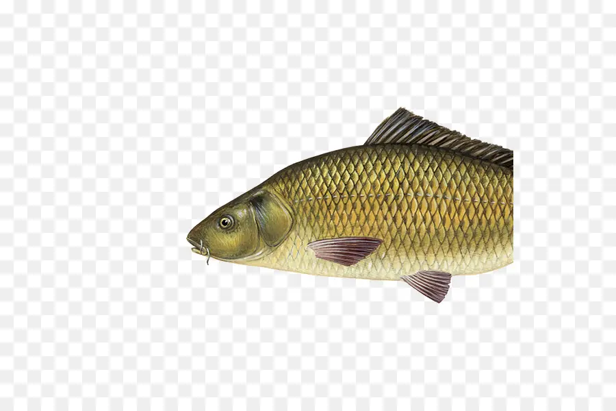 Ikan，Karper PNG