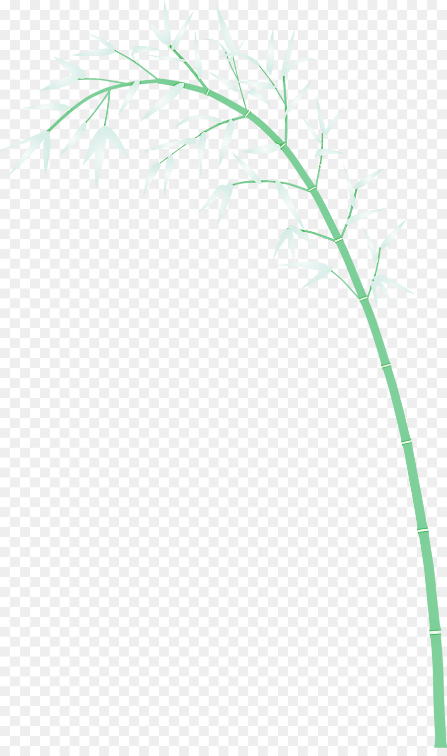 Bambu，Daun Daun PNG