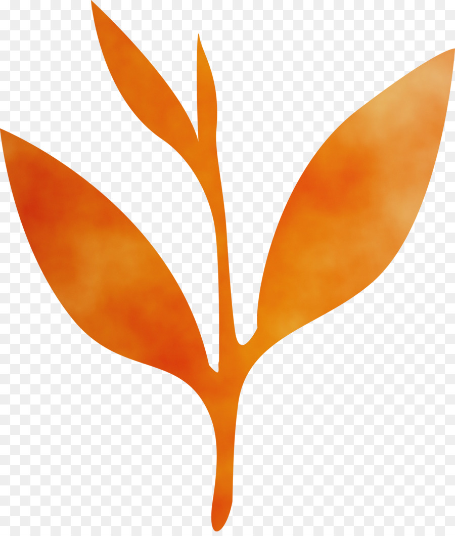 Orange，Daun PNG