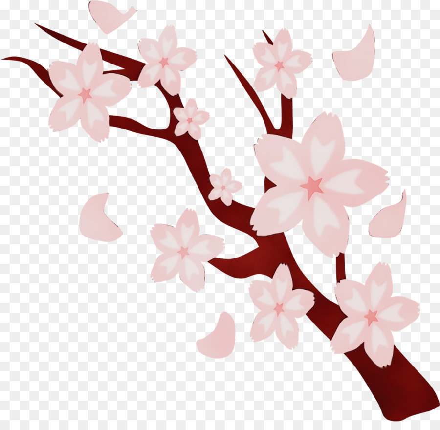 Bunga Sakura，Bunga PNG