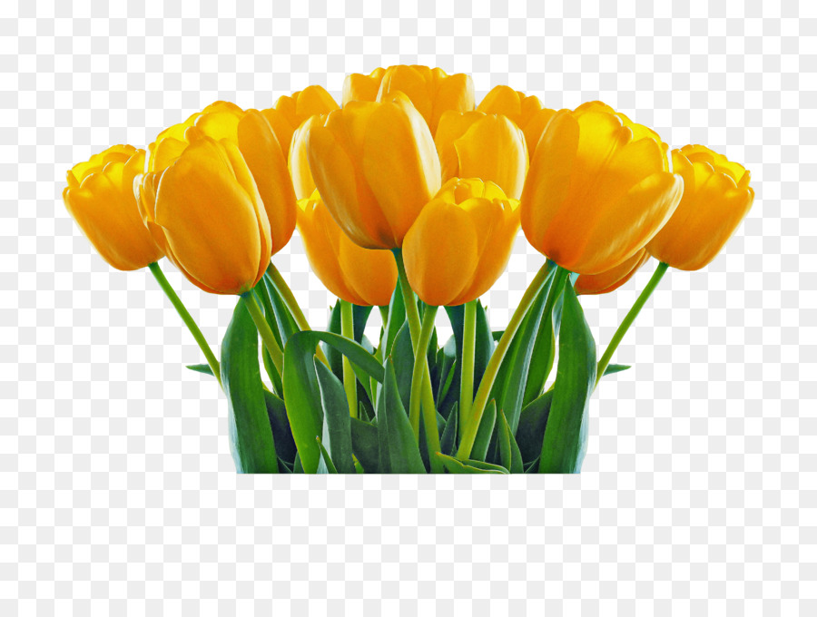 Tulip Kuning，Tulip PNG