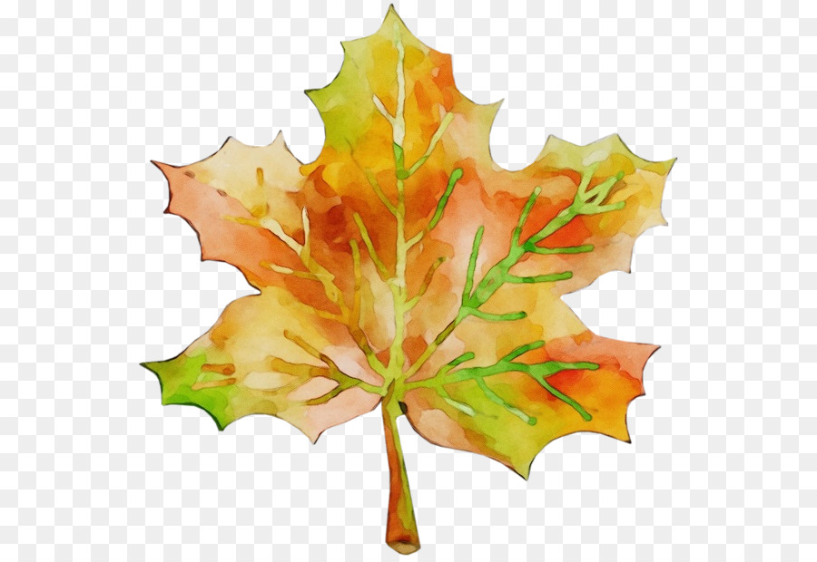 Daun，Daun Maple PNG