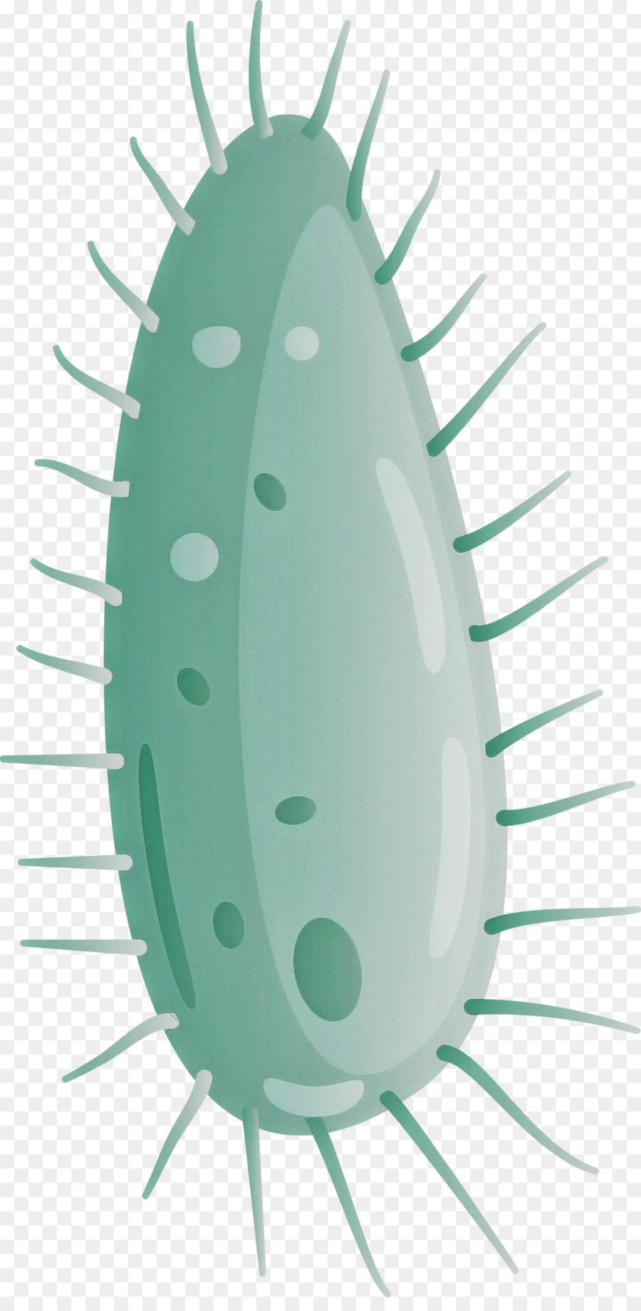 Kaktus，Oval PNG