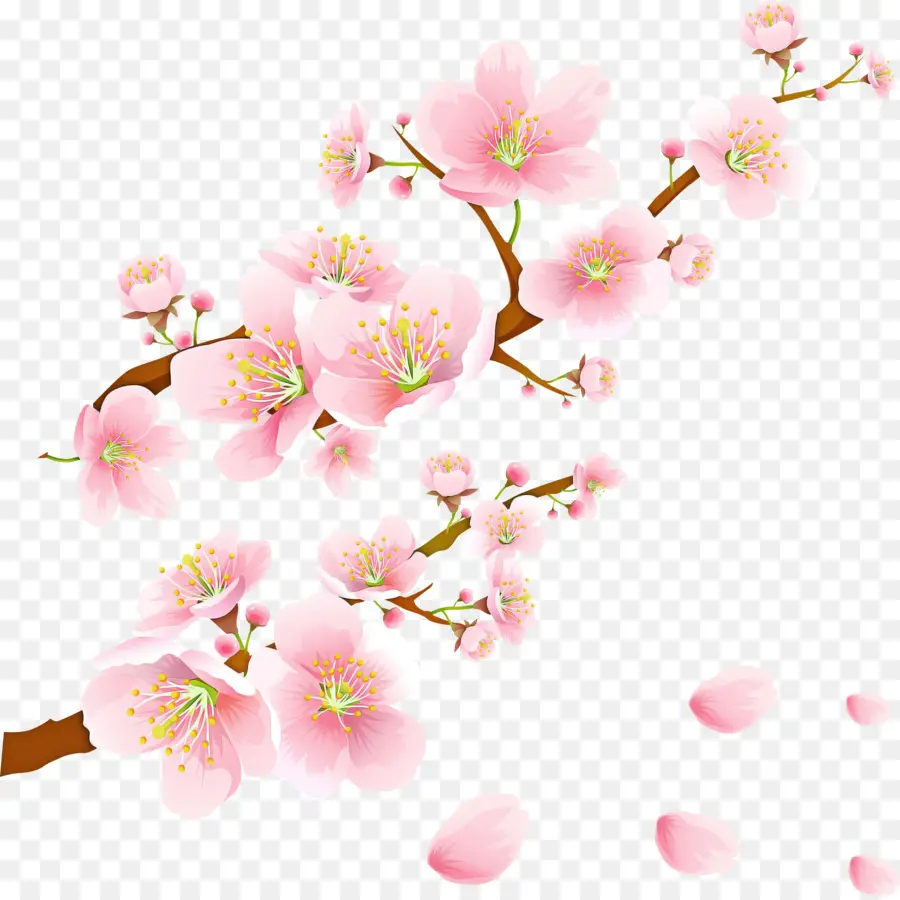 Bunga，Blossom PNG