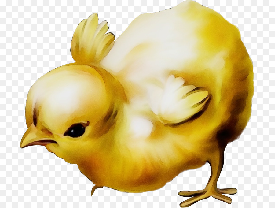 Kuning，Ayam PNG