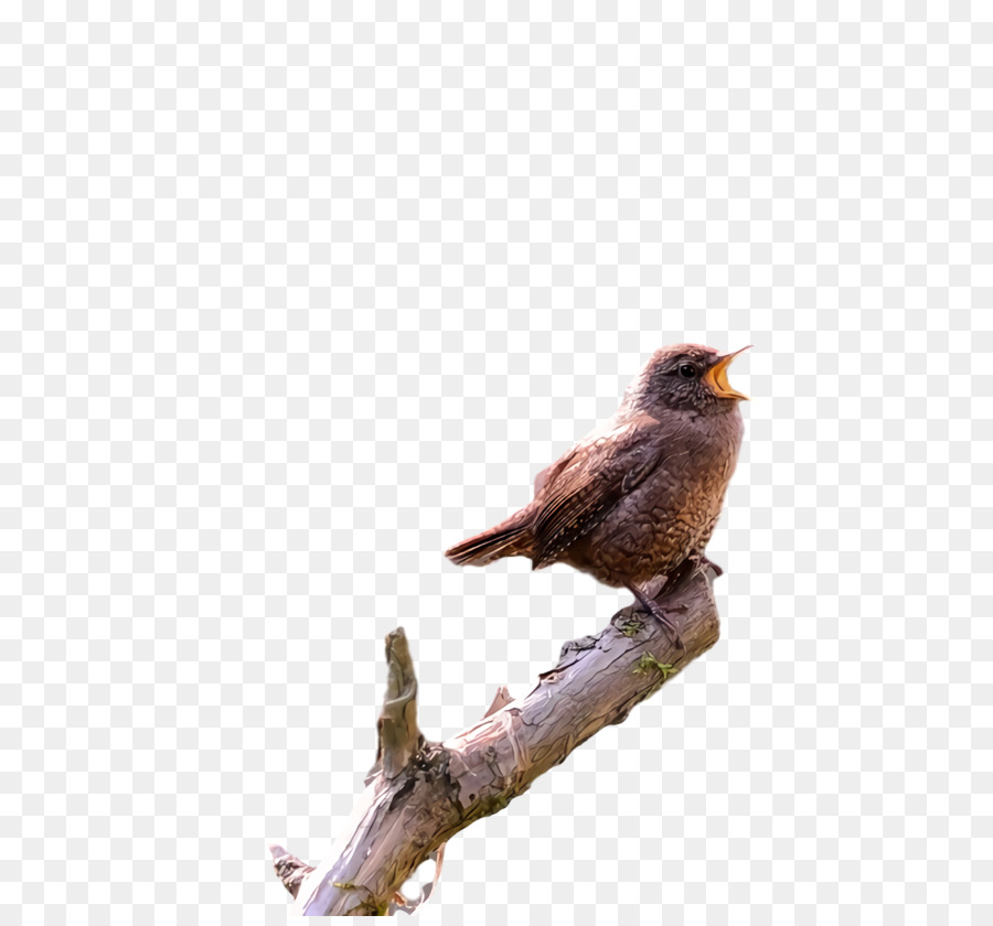 Burung Kecil，Bulu PNG