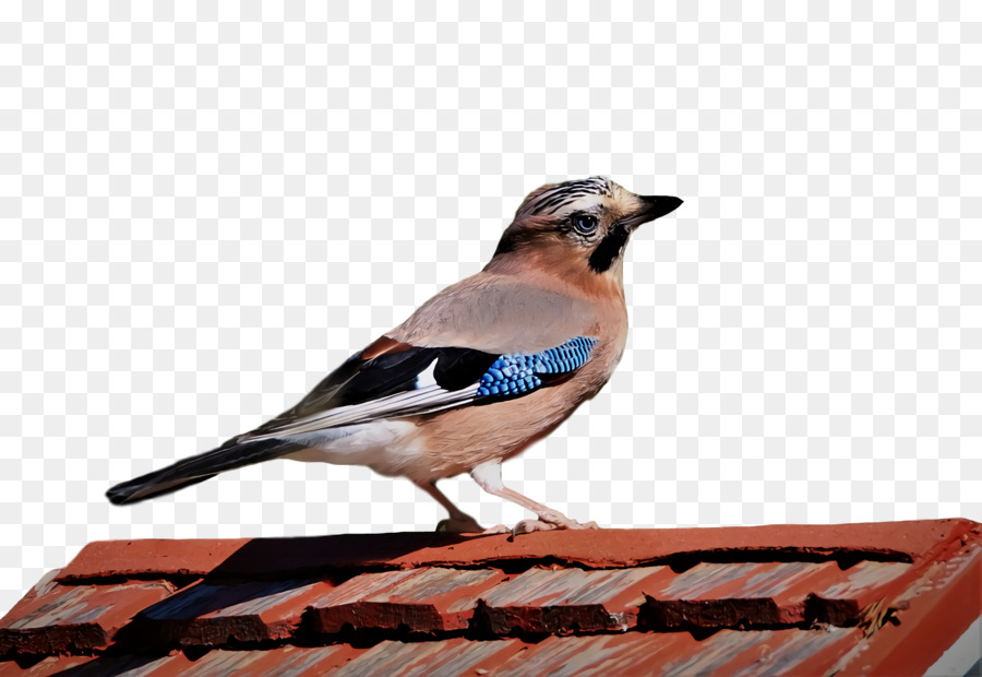 Blue Jay，Kutilang PNG