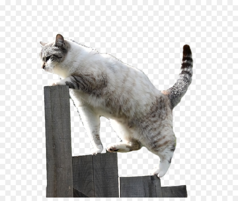 Kucing Di Pagar，Licik PNG