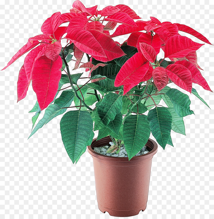 Poinsettia，Merah PNG