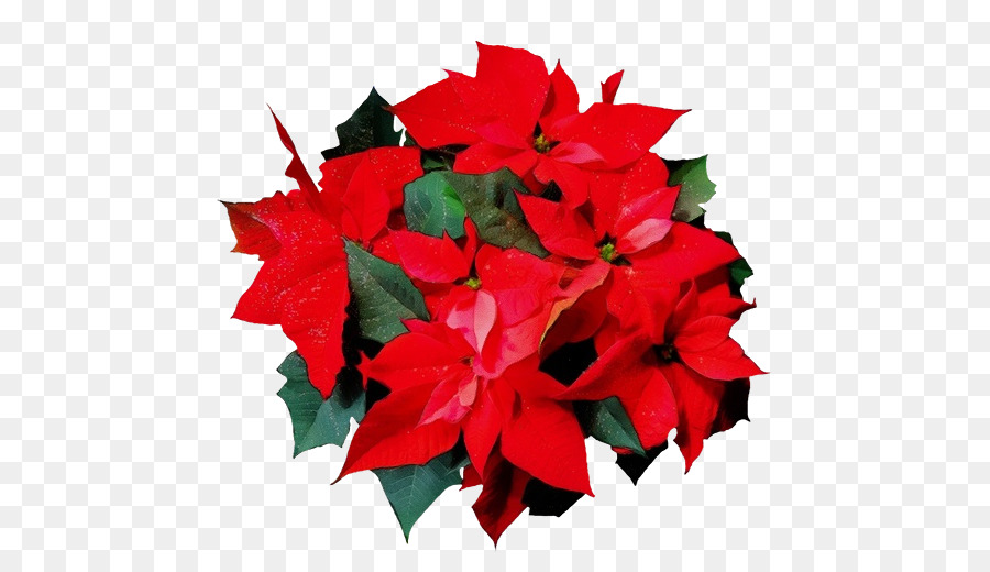 Poinsettia Merah，Natal PNG