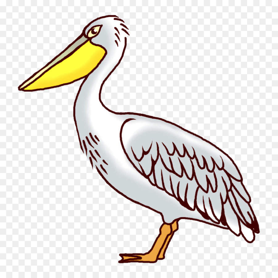 Pelican，Pelecaniformes PNG