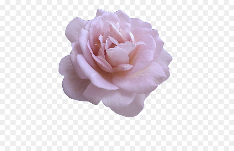 Mawar Taman，Kubis Rose PNG