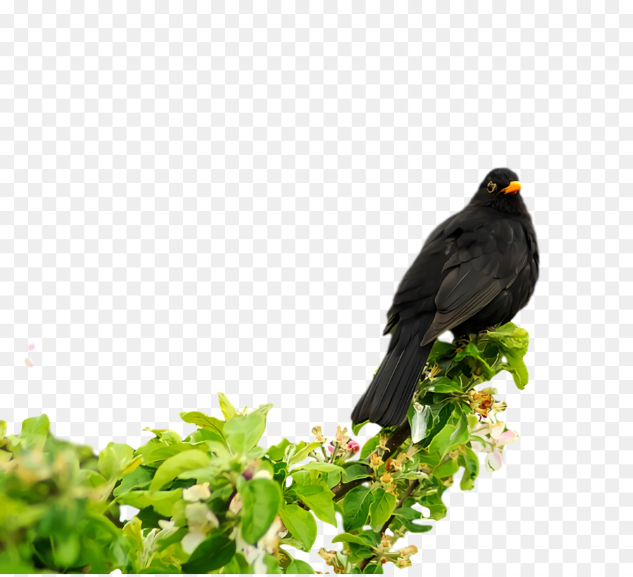 Myna Umum，Cuckoos PNG