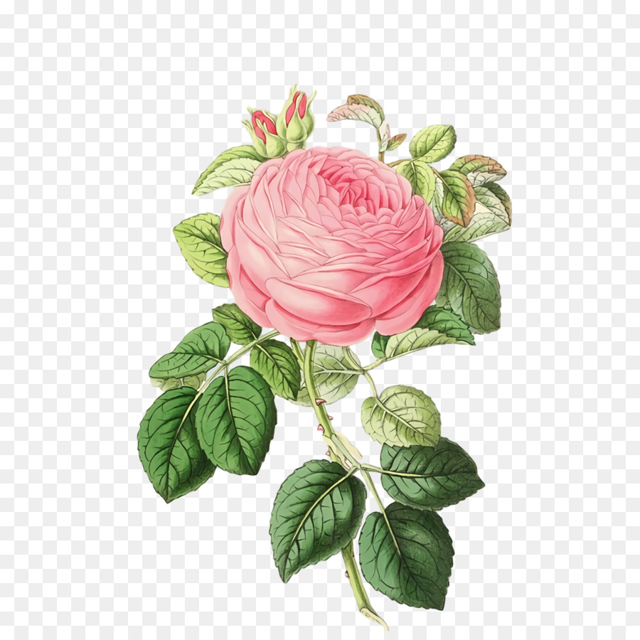 Mawar Taman，Kubis Rose PNG