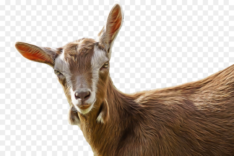 Kambing，Kambing Liar PNG