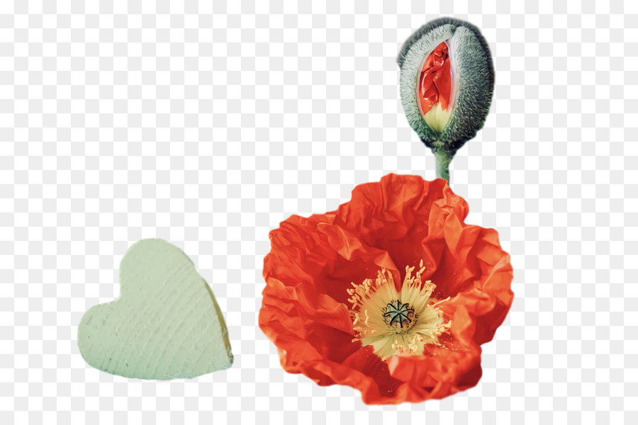 Poppy，Bunga PNG